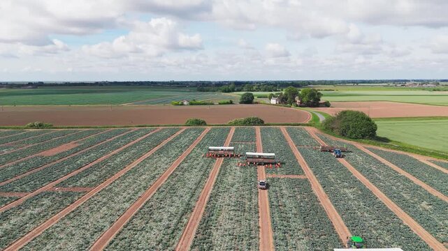 Aerial view of farming fields under a partly cloudy sky. Rows of green crops stretch across cultivated land. Farm equipment moves along designated paths between rows. Lincolnshire, UK, Farm Workers