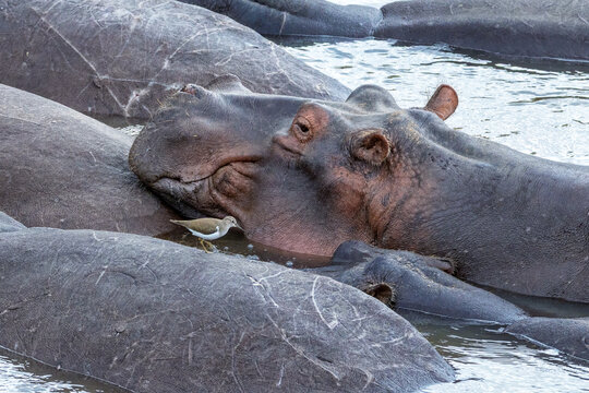 Close up of a pod of hippos, Hippopotamus amphibius, in the Mara River, with a sandpiper, Actitis hypoleucos, on the back of one of the submerged animals. Mara Triangle Conservancy, Kenya