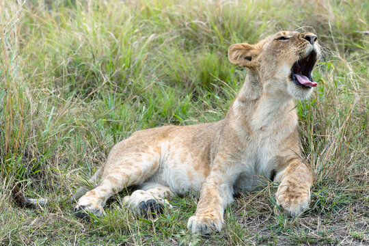 A yawning lion cub, panthera leo, resting after a big meal, in the lush grass of the Masai Mara. Mara Triangle Conservancy, Kenya
