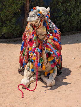 Adorned Dromedary Camel Resting Hurghada Desert Culture