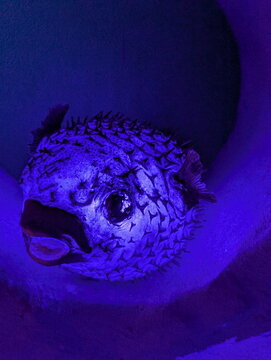 Mysterious Inflated Porcupinefish Under UV Glow