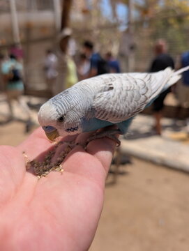 Budgerigar Hand Feeding Trusting Aviary Interaction