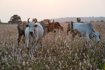 Cow grazing in the meadow © CRSHELARE