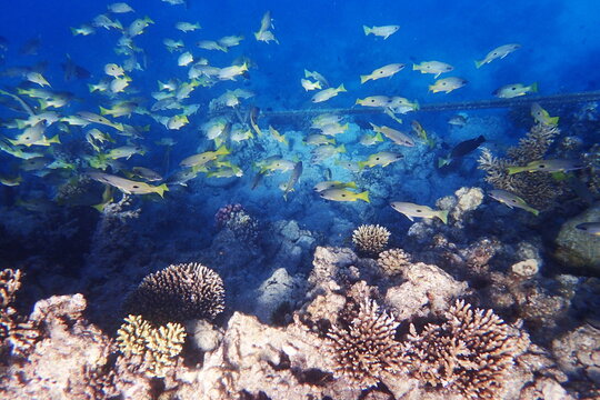 Abundant Snapper School Over Pristine Coral Reef