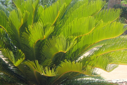 Vibrant Green Cycad Leaves Backlit Detail