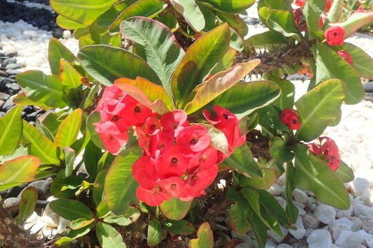 Vibrant Red Crown of Thorns Bloom Detail
