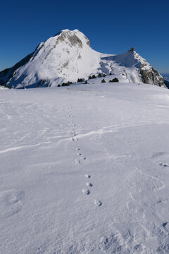 Le Grand Veymont enneig&eacute; et la trace du li&egrave;vre variable. Plateau des Aiguillettes- Vercors Sud - Is&egrave;re	