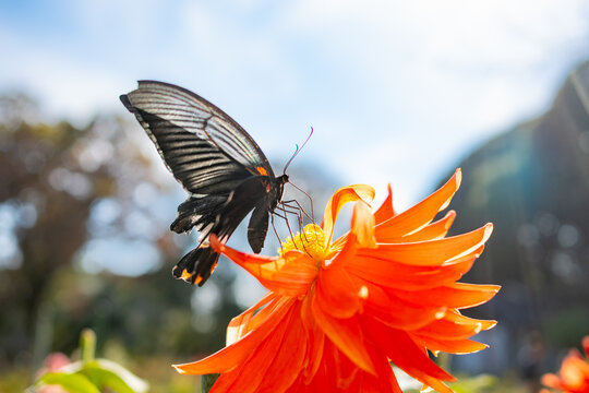 Great Mormon sucking nectar from a dahlia flower.