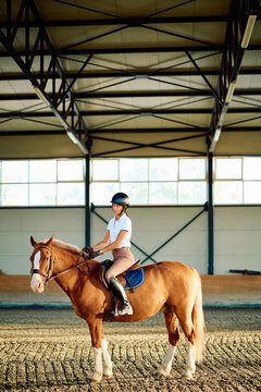 Equestrian rider sitting on a chestnut horse during a training session in a sunlit indoor riding arena