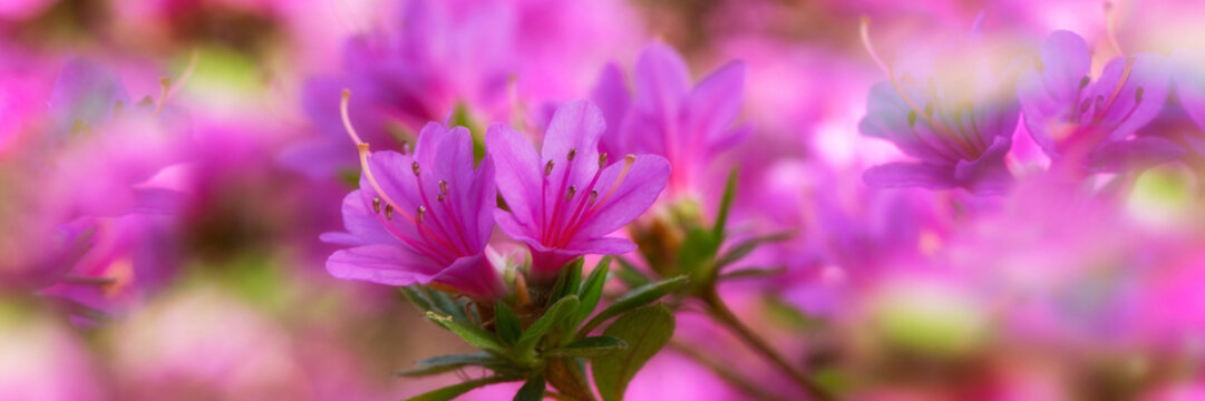 Panorama of flowers of Rhododendron 'Kiritsubo' in a garden in Spring