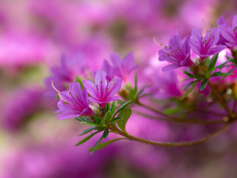 Closeup of flowers of Rhododendron 'Kiritsubo' in a garden in Spring