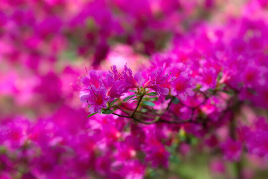 Closeup of flowers of Rhododendron 'Amoenum' in a garden in Spring