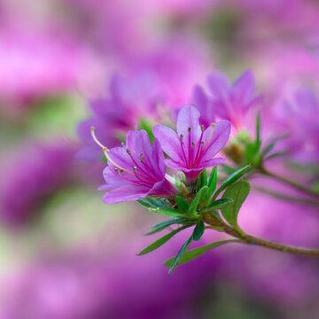 Closeup of flowers of Rhododendron 'Kiritsubo' in a garden in Spring