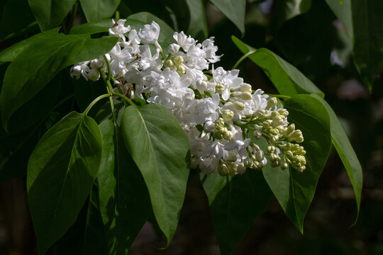 Closeup of flowers of Syringa vulgaris 'Joan Dunbar' in a garden in Spring