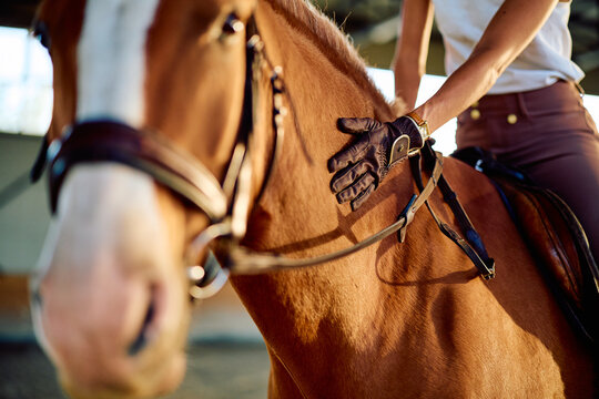 Rider in a leather glove stroking a chestnut horse's neck, building trust and connection during an equestrian session