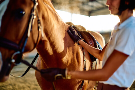 Equestrian wearing riding gloves, gently touching a saddled chestnut horse while preparing for a ride in warm stable light