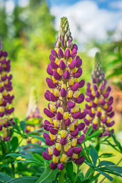 Purple and yellow lupine flower spikes blooming in a sunny garden, vibrant floral nature background for spring season botanical photography concepts