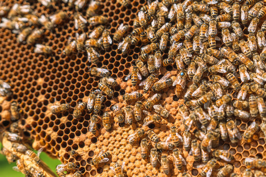 Honey bees working on a natural honeycomb frame in an organic apiary. Close up view of a busy bee colony producing fresh nectar and golden honey wax