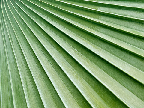 Green palm leaf texture