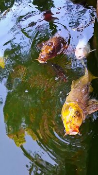 Top view of colorful koi carp fish swimming near the surface of a pond
