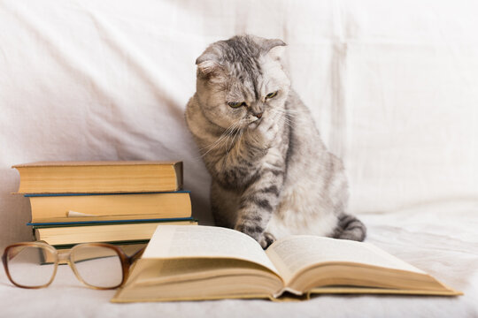 Cute cat plays with glasses and open books close up