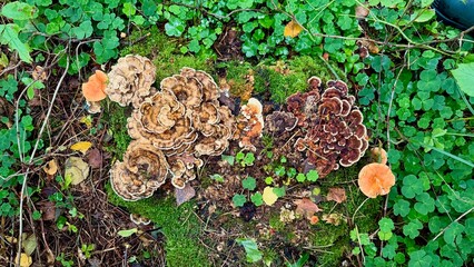 Mushrooms © Javier