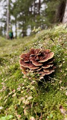 Mushroom © Javier