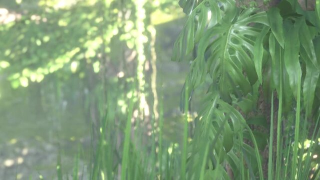 Sunlight filters through the trees in a serene forest, illuminating vibrant green leaves and soft grass. The calming atmosphere encourages a moment of reflection and connection with nature.