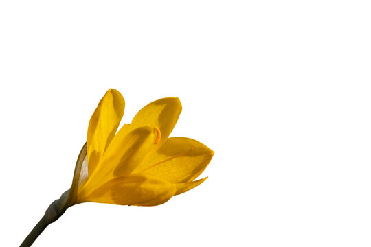 Yellow autumn crocus flower on white background