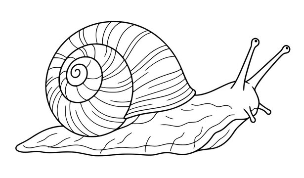 Hand Drawn Garden Snail Coloring Page Featuring Spiral Shell, Long Eye Stalks, Crawling Mollusk, Slow Nature Creature, Simple Animal