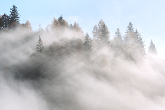 Dense white fog drifts through a forest of evergreen trees on mountain slopes. Misty layers with sunbeams create a serene atmospheric autumn landscape