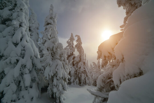 Bright winter sunlight shines through snow-covered trees on a mountain slope. Frosted branches and fresh powder create a peaceful alpine landscape