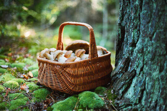A wicker basket filled with freshly gathered porcini mushrooms rests on a mossy forest floor beside a tree trunk. Green foliage and natural textures evoke autumn foraging