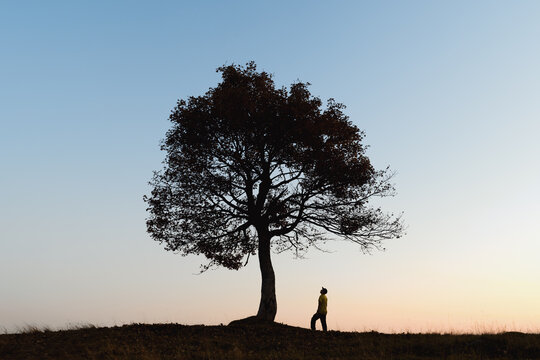 A lone tree and a small human silhouette stand on a hill against a soft evening sky. Minimalist composition and warm sunset light create a contemplative landscape