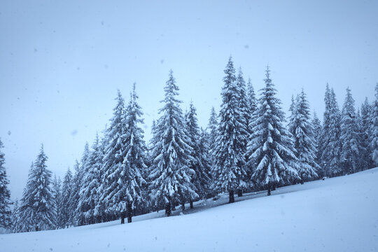 A dense forest of snow-covered fir trees stretches across a gentle mountain slope. Soft blue daylight and pristine snow create a calm winter landscape