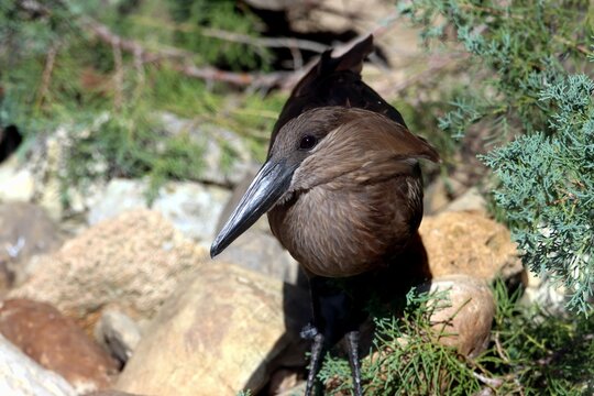 oiseau