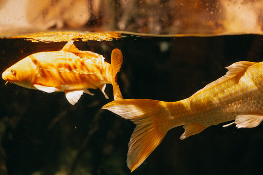 two large golden koi fish swimming near water surface with bright reflections and dark background, showing sc5
