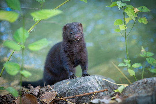 Curious dark mink perched on stone along river shore in natural habitat
