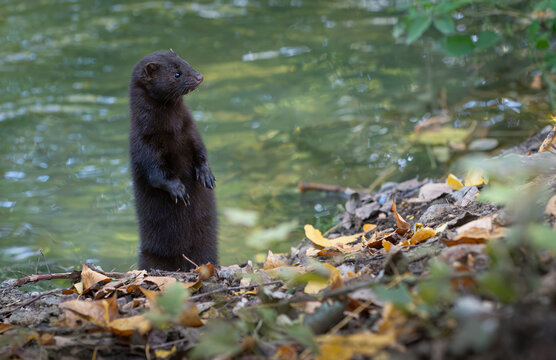 Wild dark American mink standing upright on hind legs alert by riverbank water edge