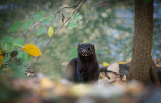 Close up of wild American mink standing on rock by riverbank looking alert into camera