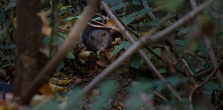 Wild American mink hiding in dense undergrowth with prey in natural riverbank habitat