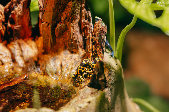 two yellow and black poison dart frogs perched on moist rotting log near green plant, closeup showing glossy