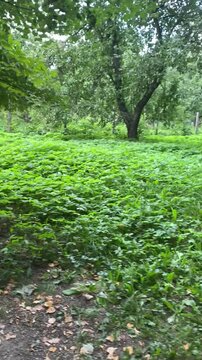 Lush green vegetation and trees growing in a wild park or garden, panning shot of dense summer foliage, vertical video for social media background.