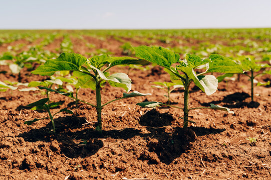 young crop seedlings sprouting from freshly tilled brown soil in sunny open field with soft horizon and clear