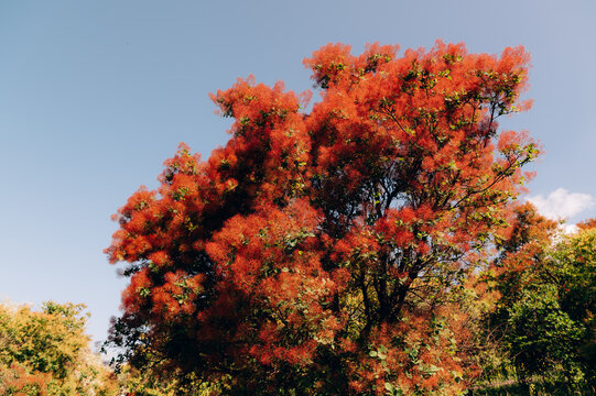 large shrub covered with dense orange-red feathery blooms against clear blue sky, warm daylight illuminating l