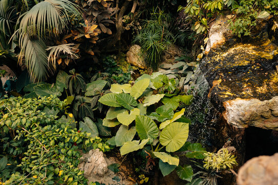 lush tropical indoor garden with large heart-shaped leaves, surrounding palms, dense undergrowth, and shaded r