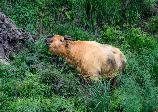 takin eating grass