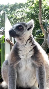 Vertical close up shot of a cute ring-tailed lemur sitting and looking around against green trees background