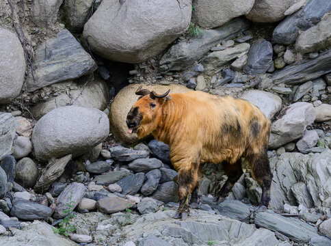 takin among rocks