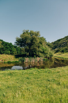 green countryside landscape with willow tree reflected in calm pond under clear blue sky, foreground meadow of